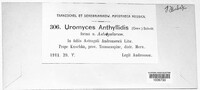 Uromyces anthyllidis image